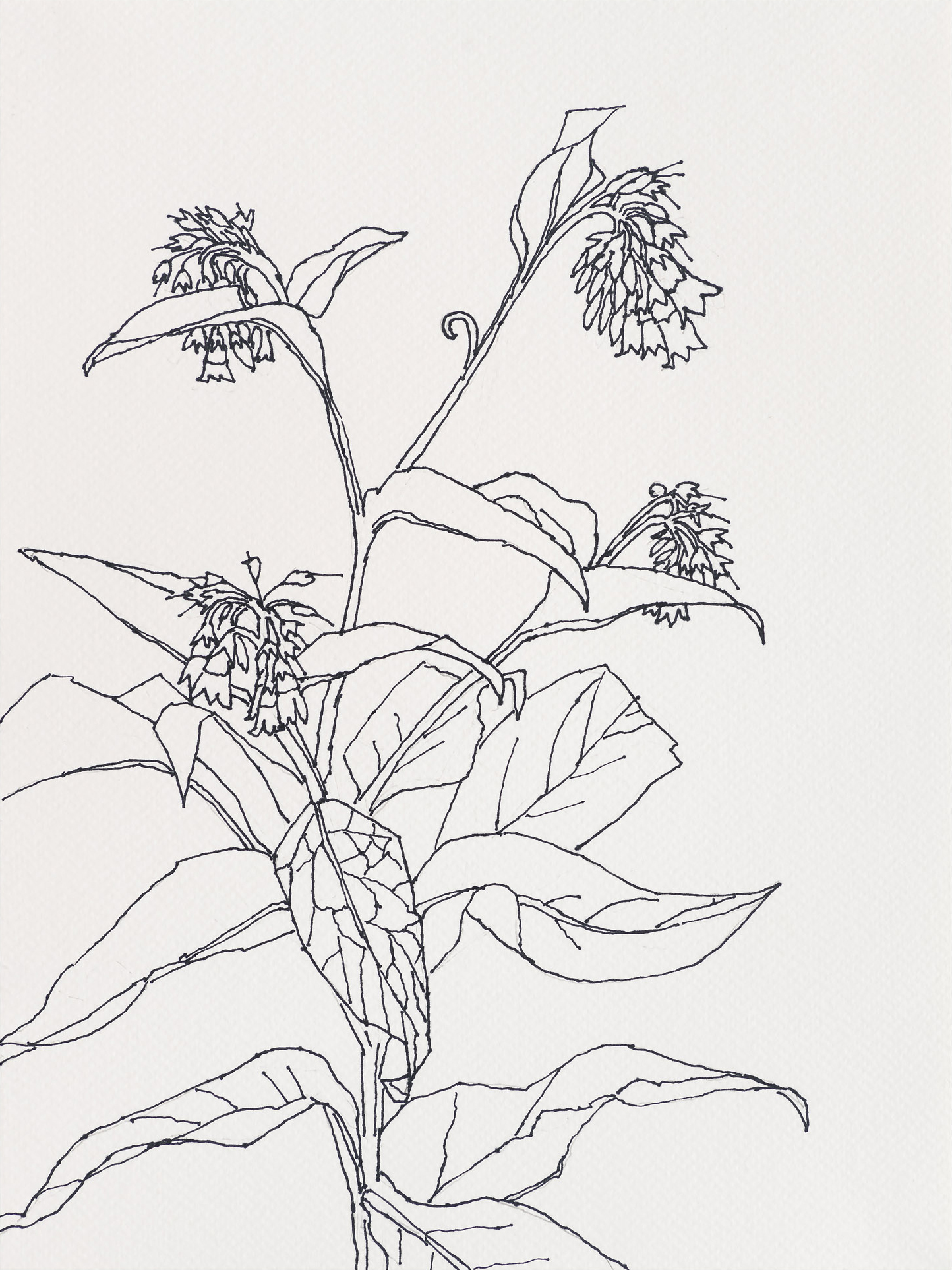 Comfrey / Main Street, 2023, ink on paper, 12 x 9 inches
