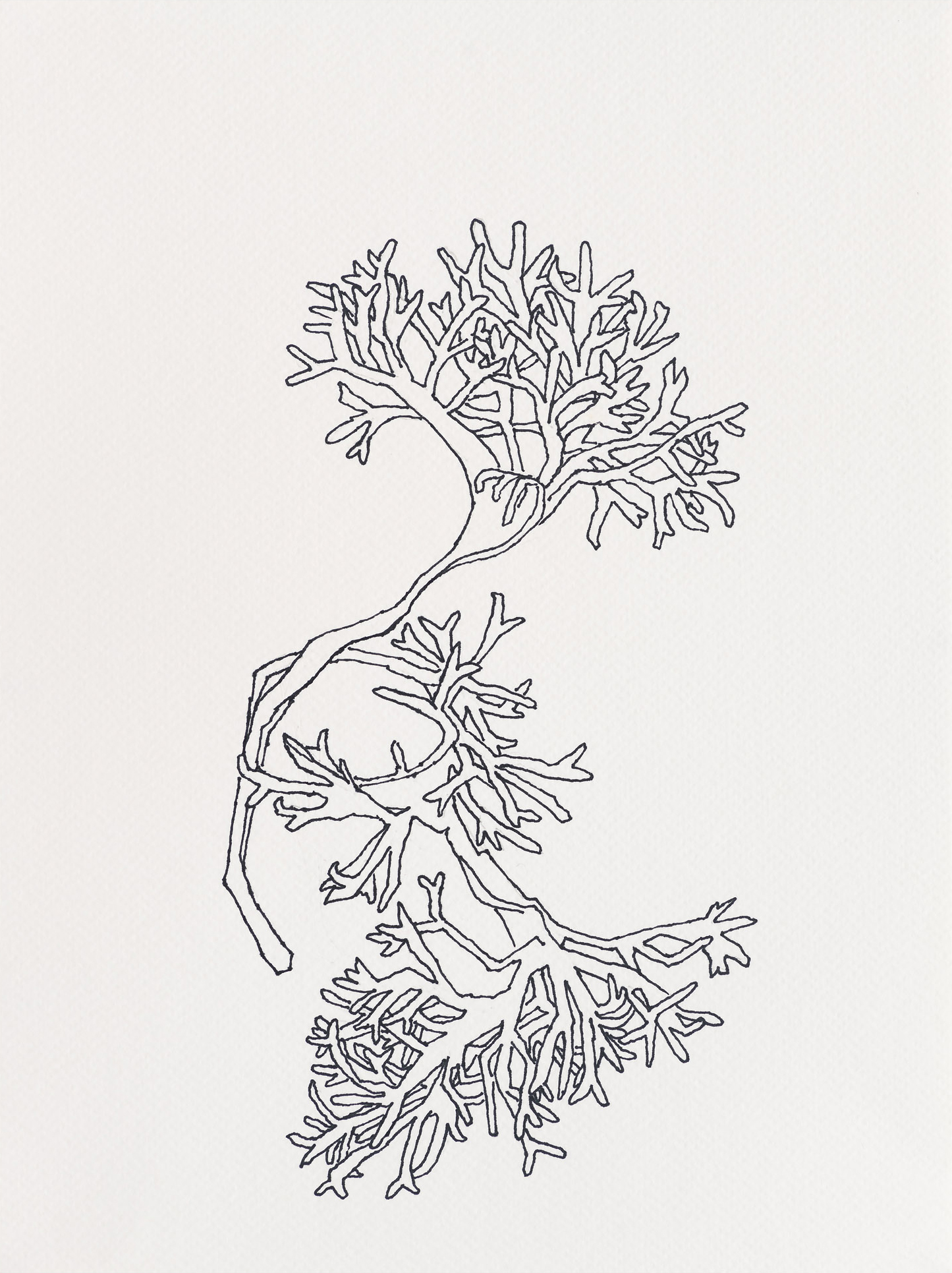 Irish Moss Seaweed / Lobster Cove Tide Pools, 2023, ink on paper, 12 x 9 inches