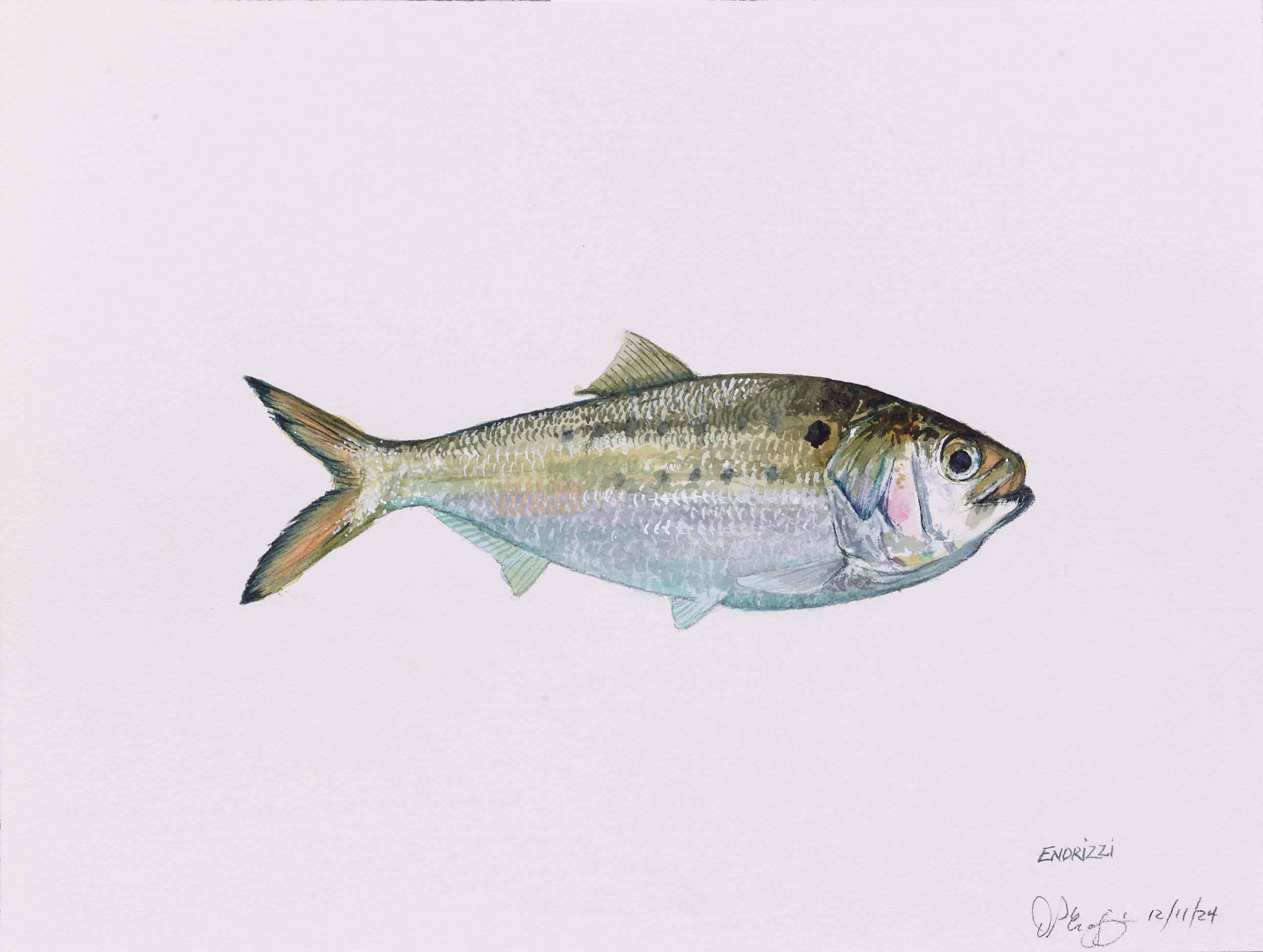 DON ENDRIZZI, Atlantic Menhaden, 2025, watercolor on paper, 12 x 16 inches