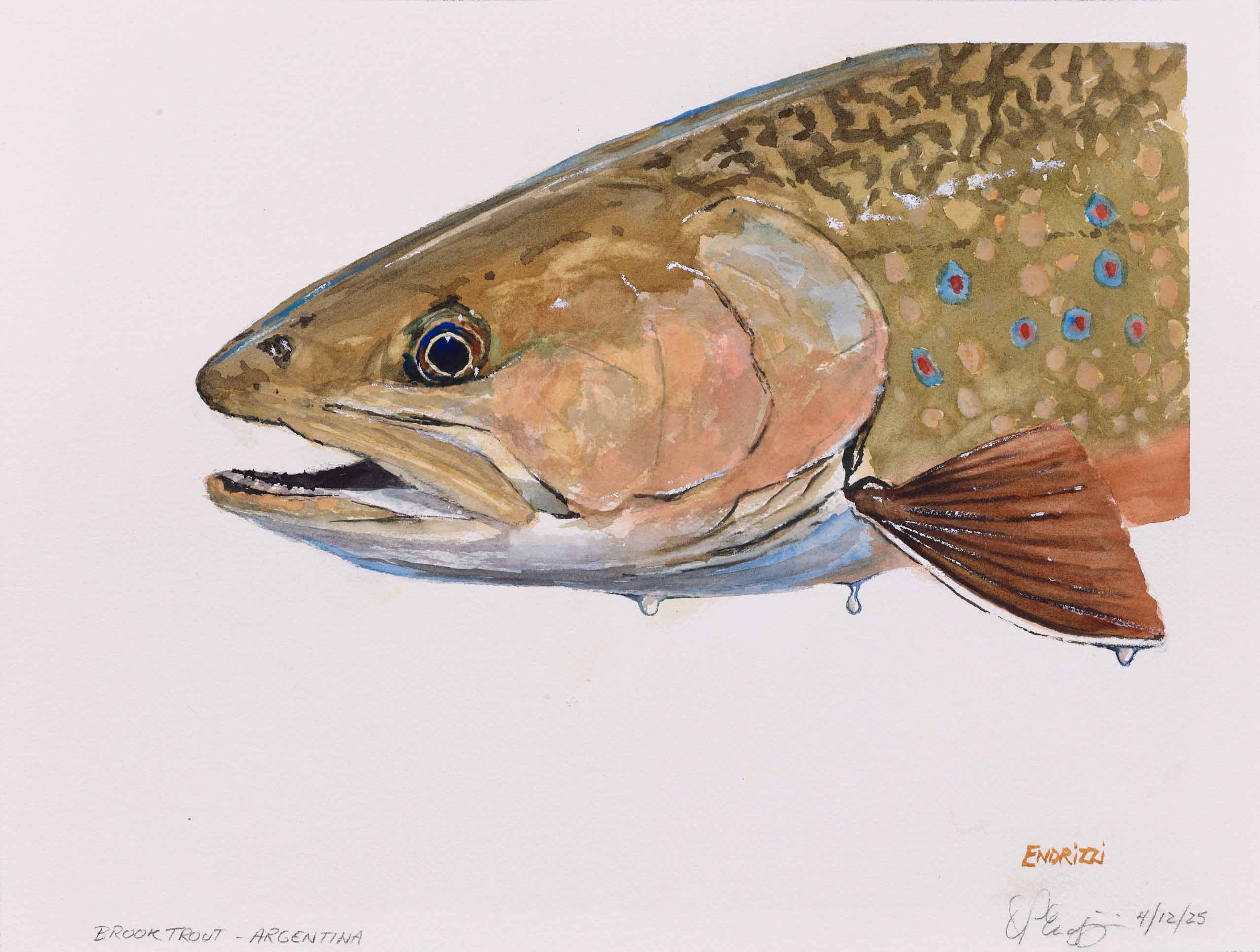 RIZZI, Brook Trout - Argentina, 2025, watercolor on paper, 12 x 16 inches