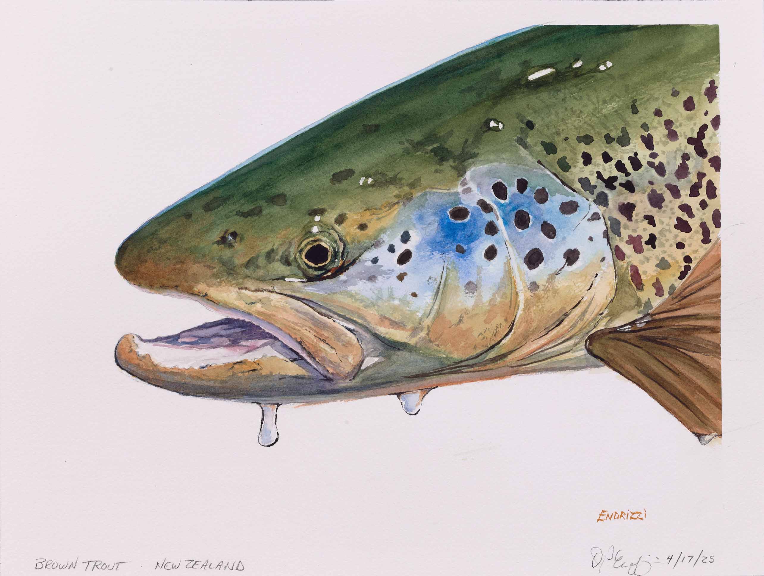 DON ENDRIZZI, Brown Trout - New Zealand, 2025, watercolor on paper, 12 x 16 inches